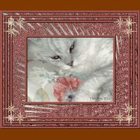 Frame Kimmy