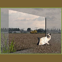 cat-in-cornfield